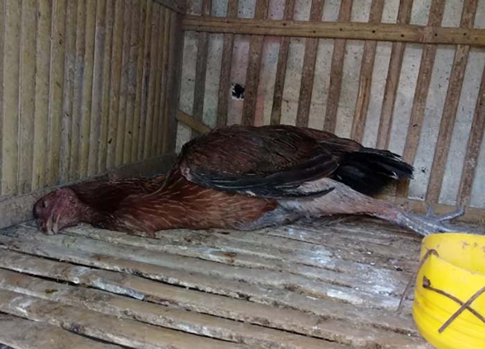 Cara Tepat Mengobati Ayam Bangkok yang Keracunan