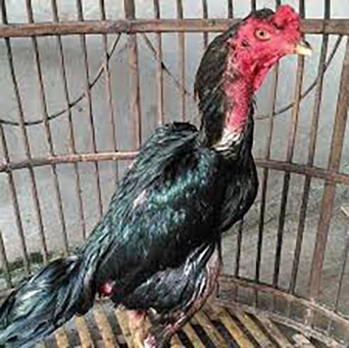 Inilah Kehebatan Ayam Bangkok Bulu Biang di Arena Laga