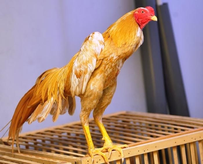 Inilah Kelebihan Ayam Bangkok Jalak Emas Sebagai Ayam Jawara Tarung