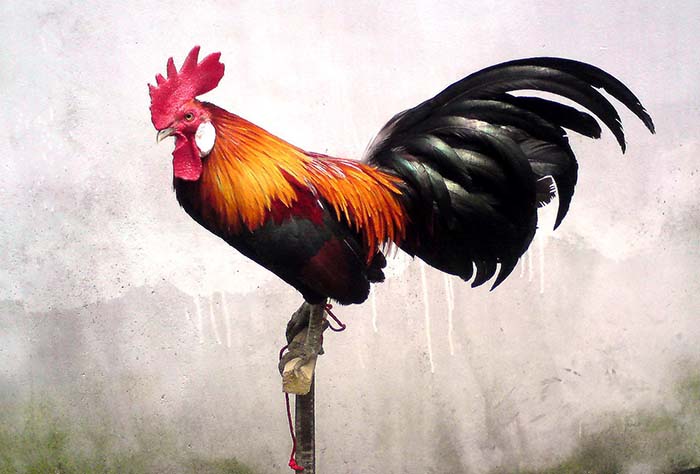 Mengenal Jenis Ayam Brugo sebagai Ayam Hias di Indonesia